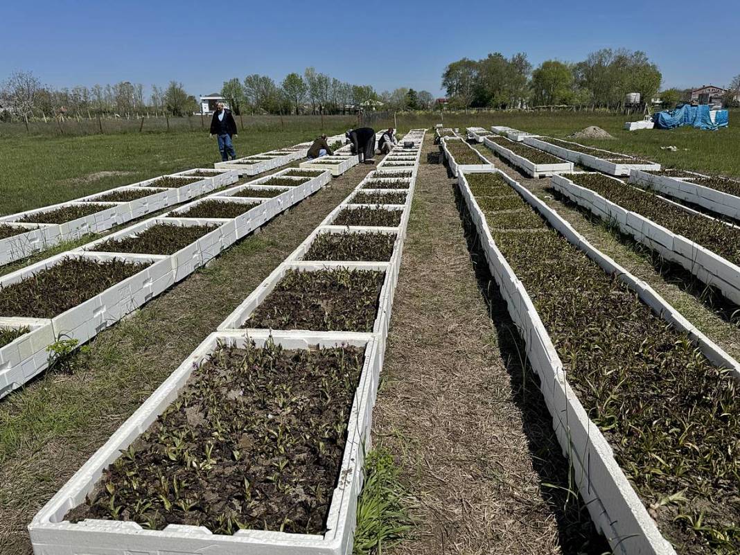 O kentte özel izinle üretiliyor: Tanesi 700 TL! Hasat başladı, üreticinin yüzü gülüyor 11